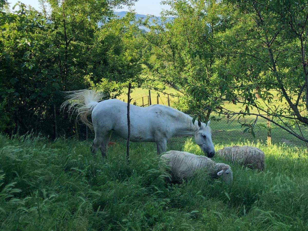 Ala Di Maniero In Agriturismo Valdrago In Toscana, Nel Verde Mugello Sulle Colline Di Firenze Guest House Borgo San Lorenzo Bagian luar foto